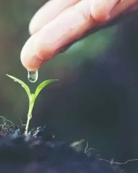 close up woman hand watering a green young plant